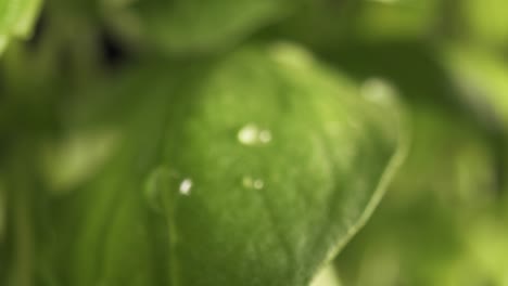 Zoom-in-macro-video-of-water-drop-on-basil-leaf